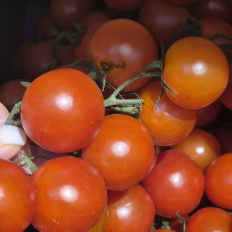 tomate cherry